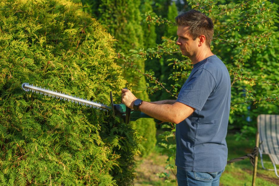 Expert tree service and maintenance